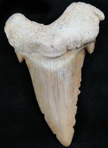 Otodus Shark Tooth Fossil - Eocene #26673